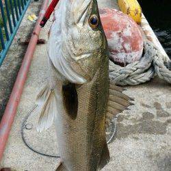 バチパターンで70cm！ シーバス楽しい季節になってきました