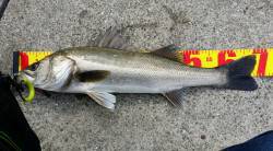 バチパターンで70cm！ シーバス楽しい季…