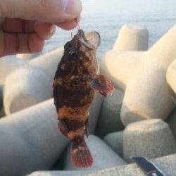 ワームやシラサエビのブラクリ仕掛けをテトラに投入しガシラ