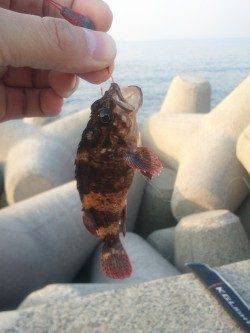 ワームやシラサエビのブラクリ仕掛けをテトラに投入しガシラ