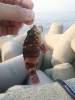 ワームやシラサエビのブラクリ仕掛けをテトラ…