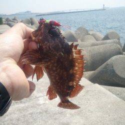 ワームやシラサエビのブラクリ仕掛けをテトラに投入しガシラ