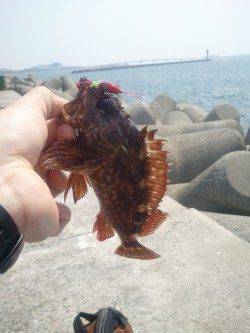 ワームやシラサエビのブラクリ仕掛けをテトラに投入しガシラ