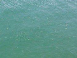 千歳ルアーでメバル、稚アユは湧いていましたが大物はあたらず