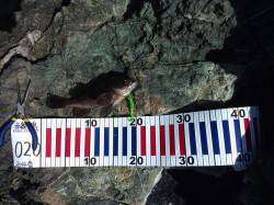 千歳ルアーでメバル、稚アユは湧いていました…