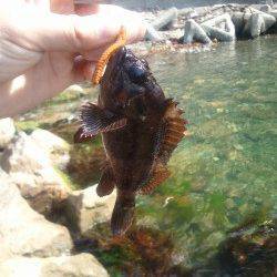 小浜近辺をランガンして日本海のロックフィッシュ調査