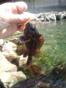 小浜近辺をランガンして日本海のロックフィッ…