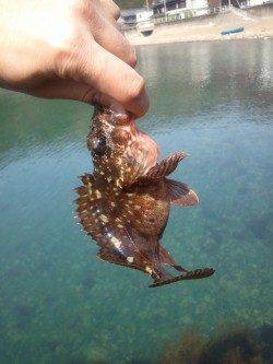 小浜近辺をランガンして日本海のロックフィッシュ調査