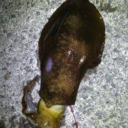 中紀ヤエンでアオリイカ、ぽつぽつ釣れ出しているようです