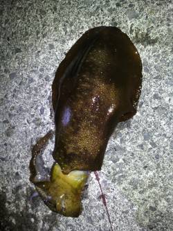 中紀ヤエンでアオリイカ、ぽつぽつ釣れ出して…