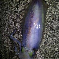 中紀ヤエンでアオリイカ、ぽつぽつ釣れ出しているようです