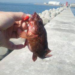 和田防でテトラやケーソンの繋ぎ目を探り釣り、ガシラ食いよかったです