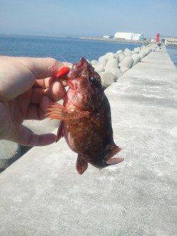 和田防でテトラやケーソンの繋ぎ目を探り釣り、ガシラ食いよかったです