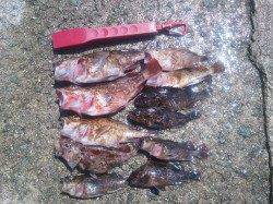 和田防でテトラやケーソンの繋ぎ目を探り釣り、ガシラ食いよかったです