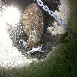 小浜・宇久エギングでコウイカ〜イカパンチに合わせランディング成功