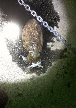 小浜・宇久エギングでコウイカ〜イカパンチに…