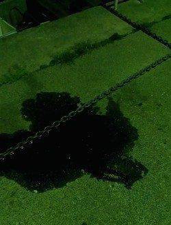 小浜・宇久エギングでコウイカ〜イカパンチに合わせランディング成功