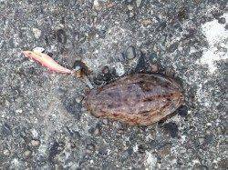 和歌浦漁港コウイカ狙いのエギング、無事ランディング成功