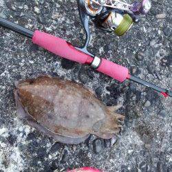 和歌浦漁港コウイカ狙いのエギング、無事ランディング成功