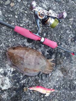 和歌浦漁港コウイカ狙いのエギング、無事ラン…