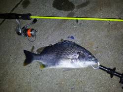 大阪南港メバル狙いのフロロ3lbで41cm…