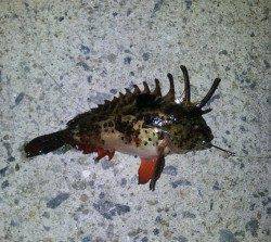 大阪南港メバル狙いのフロロ3lbで41cmのキビレと格闘！