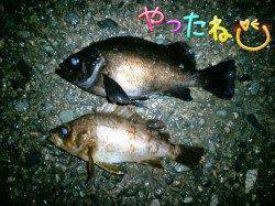 大雨の中久美浜メバリング釣行♪ 良型メバルに出会えました(*^^*)