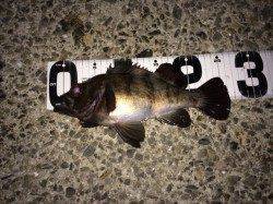 1.5LBで27cmメバル抜き上げ。。。大蔵海岸メバリング