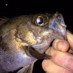 1.5LBで27cmメバル抜き上げ。。。大蔵海岸メバリング