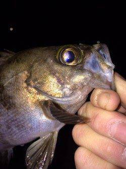 1.5LBで27cmメバル抜き上げ。。。大蔵海岸メバリング