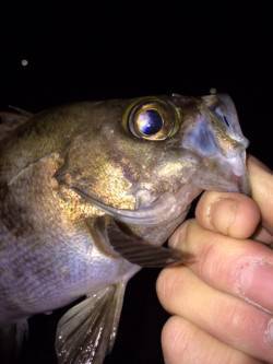 1.5LBで27cmメバル抜き上げ。。。大…