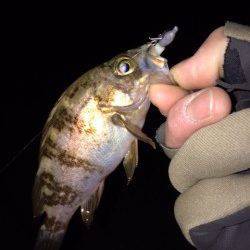 常夜灯の豆メバルは活性高いが沖目は・・・大蔵海岸メバリング