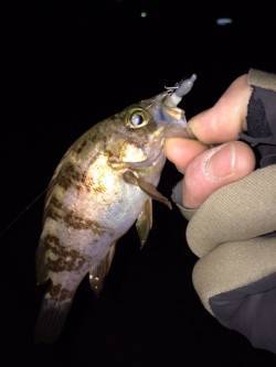 常夜灯の豆メバルは活性高いが沖目は・・・大…