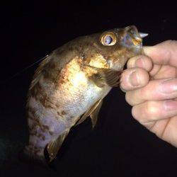 この大潮に期待しての大蔵海岸メバリング釣行