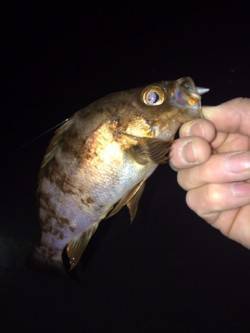 この大潮に期待しての大蔵海岸メバリング釣行…