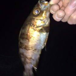 この大潮に期待しての大蔵海岸メバリング釣行