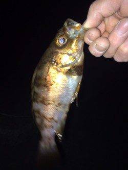 この大潮に期待しての大蔵海岸メバリング釣行