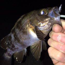 ジグヘッド1gで表層タダ巻きが大正解〜大蔵海岸メバル浮いていますね