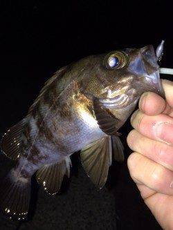 ジグヘッド1gで表層タダ巻きが大正解〜大蔵海岸メバル浮いていますね