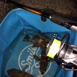 ジグヘッド1gで表層タダ巻きが大正解〜大蔵海岸メバル浮いていますね