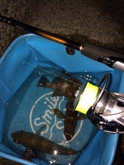 ジグヘッド1gで表層タダ巻きが大正解〜大蔵海岸メバル浮いていますね