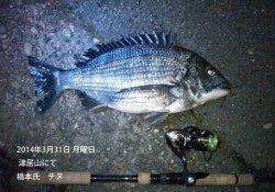 津居山でのチヌ釣果