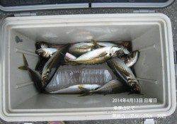 【13日】津居山でアジ釣り　大漁です！