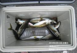 【13日】津居山でアジ釣り　大漁です！