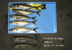 津居山にてアジ25～30㎝の釣果