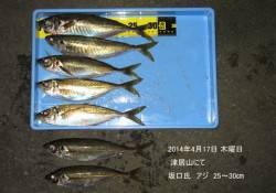 津居山にてアジ25～30㎝の釣果