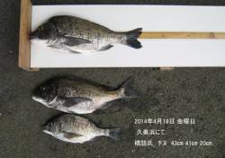 久美浜にてポッパーでチヌ3枚！
