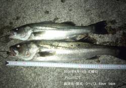 円山川にてシーバス69㎝&54㎝