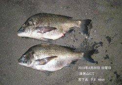 津居山にてチヌ46cm