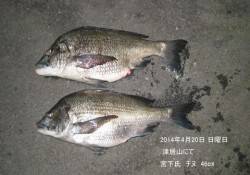 津居山にてチヌ46cm